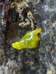 Stylocheilus longicauda