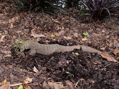 Varanus nebulosus