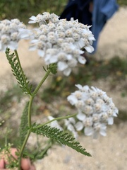 Achillea millefolium