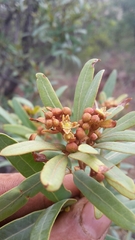 Rhoicissus revoilii