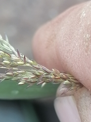 Agrostis stolonifera