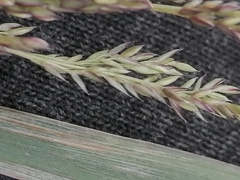 Agrostis stolonifera