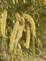 Prosopis glandulosa
