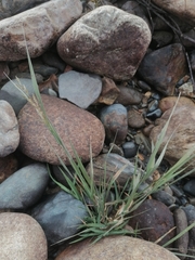 Agrostis stolonifera