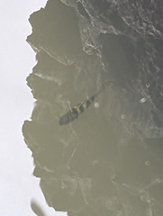 Abudefduf vaigiensis