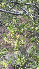 Vangueria triflora