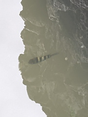 Abudefduf vaigiensis
