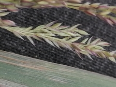 Agrostis stolonifera