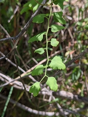 Lygodium microphyllum