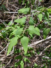 Lygodium microphyllum