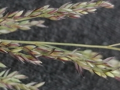 Agrostis stolonifera