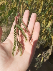 Prosopis glandulosa