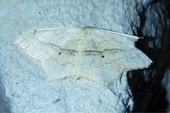 Scopula imitaria
