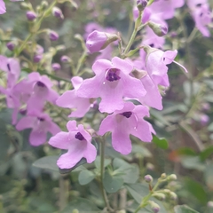 Prostanthera rotundifolia