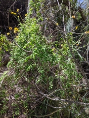 Lygodium microphyllum