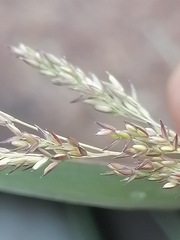 Agrostis stolonifera