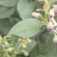 Prostanthera rotundifolia