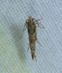 Pyroderces