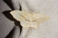 Scopula imitaria