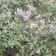 Prostanthera rotundifolia