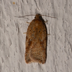 Acleris notana