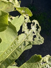 Choreutis nemorana