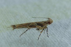 Pyroderces