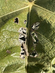 Choreutis nemorana