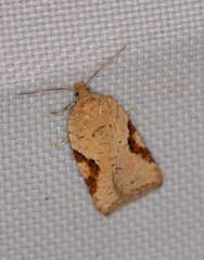 Acleris notana