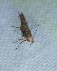Pyroderces