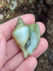 Laevistrombus canarium