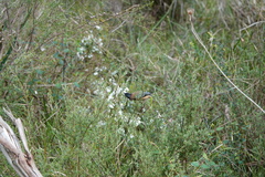 Acanthorhynchus tenuirostris