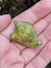 Laevistrombus canarium