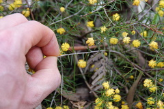 Acacia brownii
