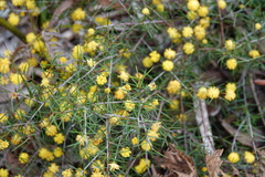 Acacia brownii