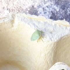 Acrosternum millierei