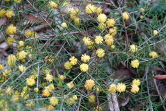 Acacia brownii