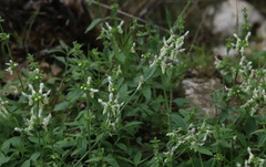 Stachys recta