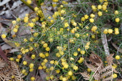 Acacia brownii