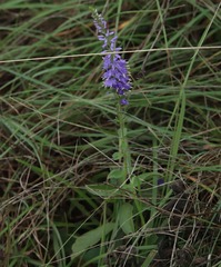 Veronica barrelieri