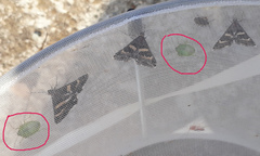 Acrosternum millierei