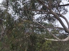 Eucalyptus baxteri