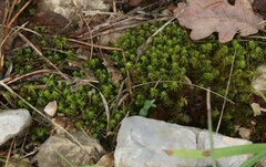 Tortella squarrosa