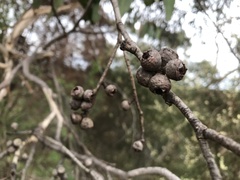 Eucalyptus baxteri