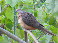 Macropygia phasianella