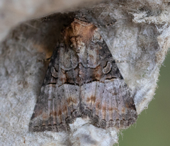 Mesoligia literosa