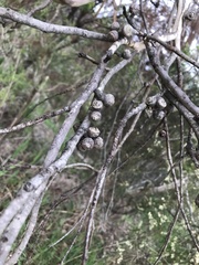 Eucalyptus baxteri