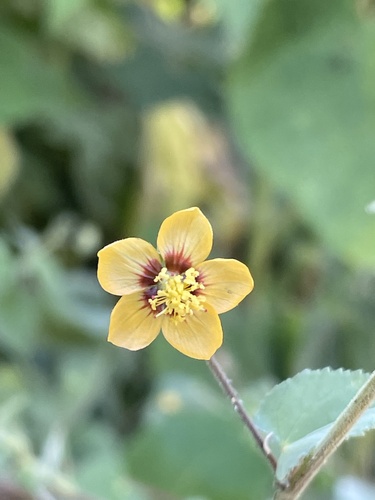Anglestem Indian mallow (Abutilon trisulcatum)