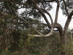 Eucalyptus baxteri