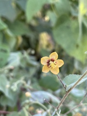 Abutilon trisulcatum